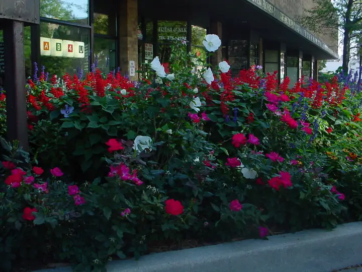Annual Flower Border Commercial Storefront Chicagoland