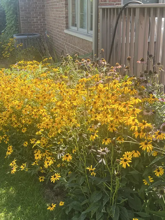Black Eyed Susan Perennial Bed Chicagoland