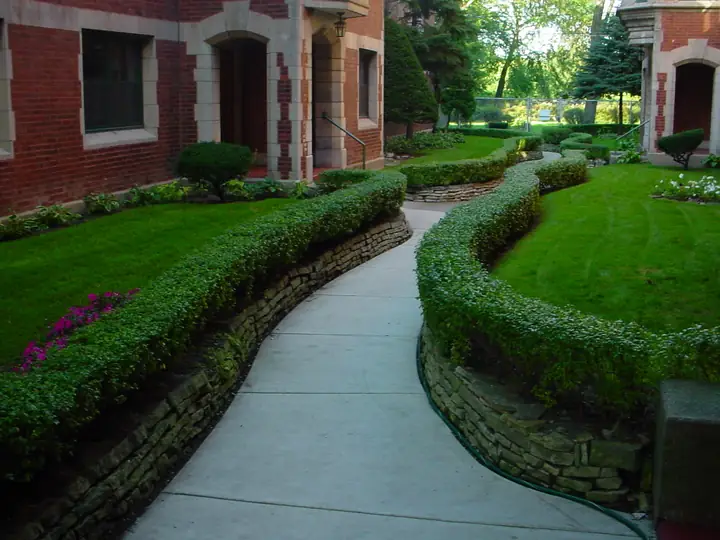 Clipped Hedges Along Brick Walkway Multi Family Chicagoland