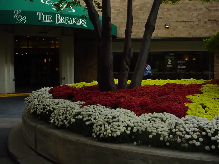 Fall Mum Color Bed Commercial Entrance Chicagoland