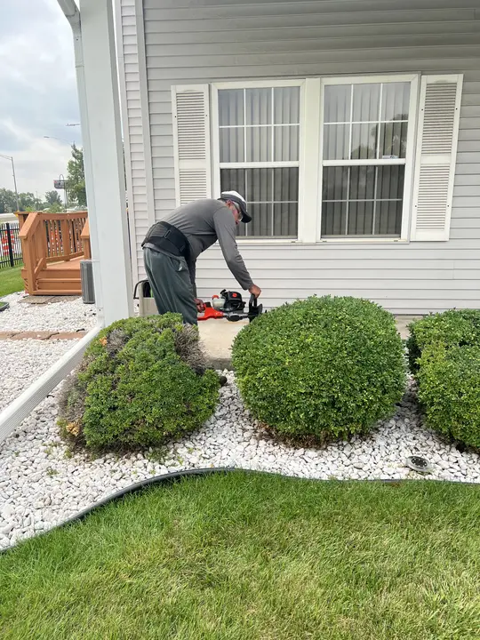 Hedge Trimming Boxwoods Posen Il