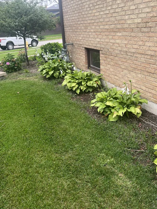 Hosta Bed Along Brick Wall Posen Il
