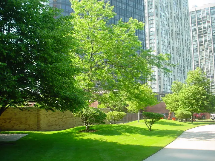Maintained Lawn And Shade Trees Commercial Courtyard Chicagoland