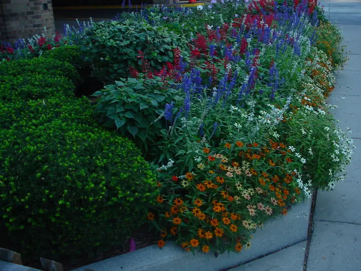 Mixed Annual And Perennial Bed Commercial Walkway Chicagoland