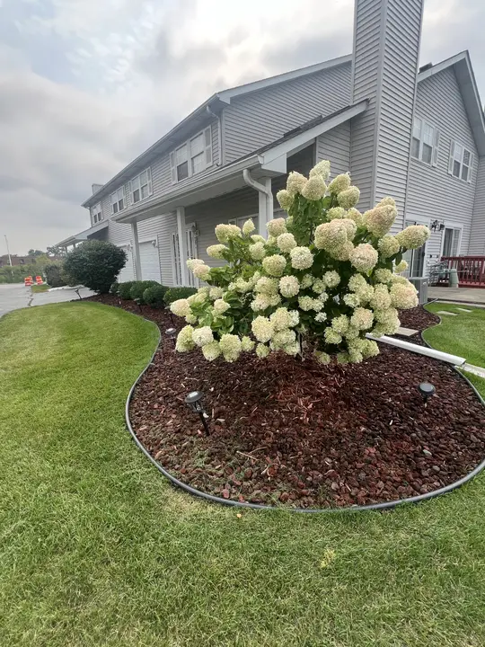 Mulched Bed Hydrangea Posen Il