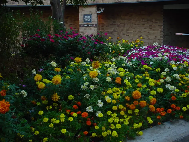 Summer Annual Flower Bed Commercial Entrance Chicagoland